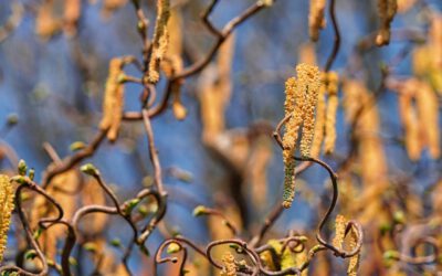 Heuschnupfen – viele Kinder leiden unter Pollenallergie